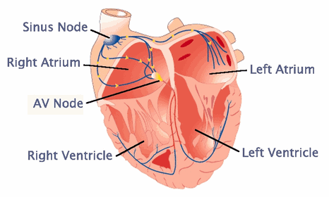 Các tế bào điều hòa nhịp tim