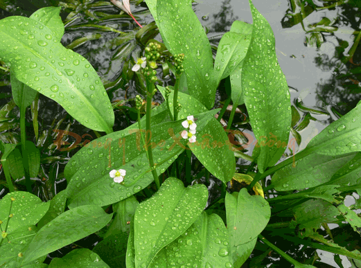 Cây trạch tả