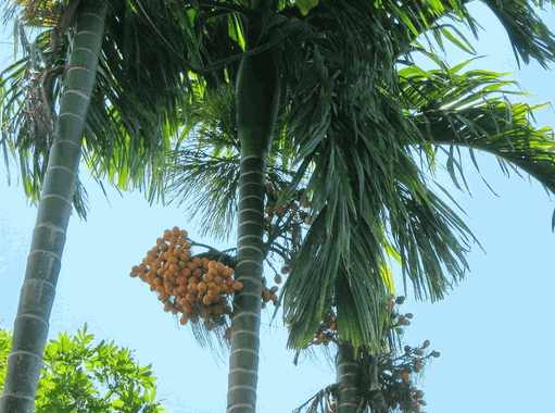 Cây cau (đại phúc bì - vỏ quả cau)