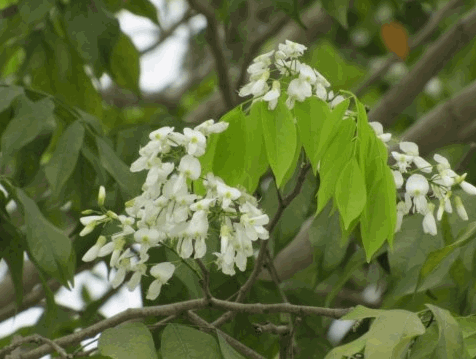 Cây hột mát