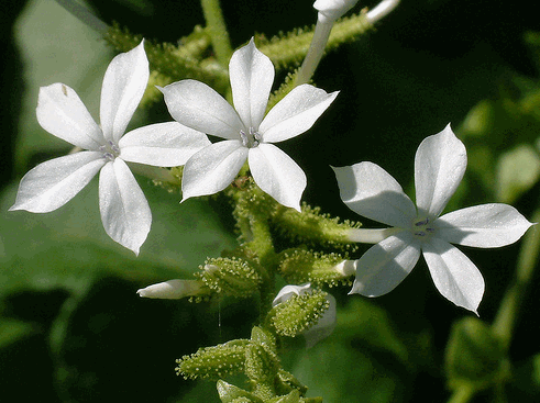 Bạch hoa xà