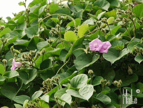 Cây bạc thau