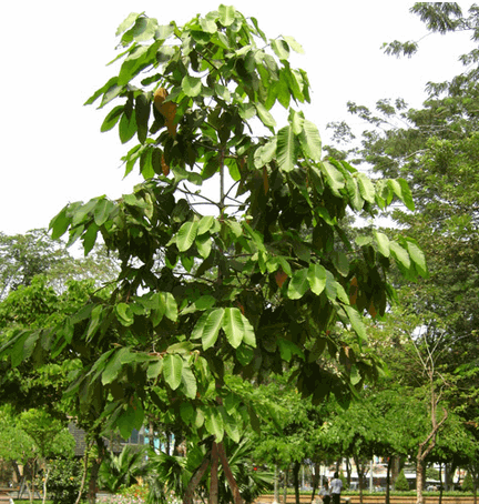 Cây dầu rái trắng