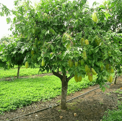 Cây khế