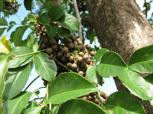 Cây nhội