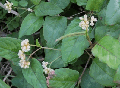 Cây thồm lồm - Potygonum sinense