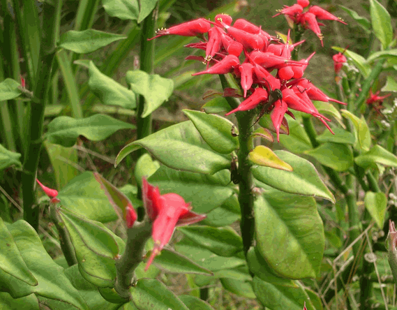 Cây thuốc giấu