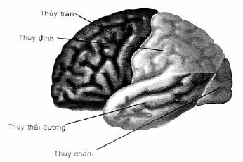 Các thùy não tương ứng trên giải phẫu.