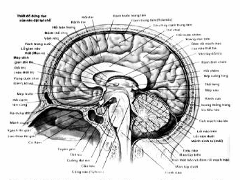 Hình ảnh giải phẫu qua đường dọc giữa.