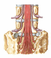 Sơ đồ rễ thần kinh