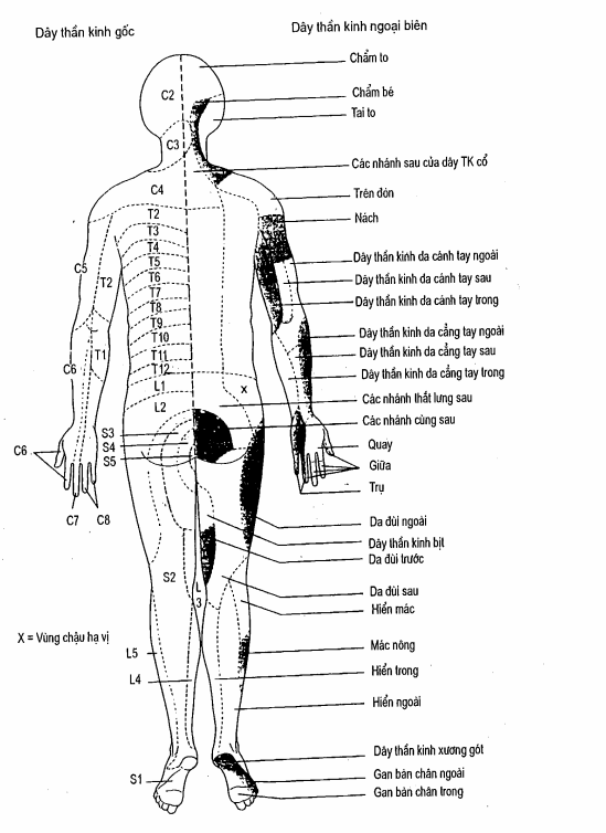 Chi phối thần kinh da.