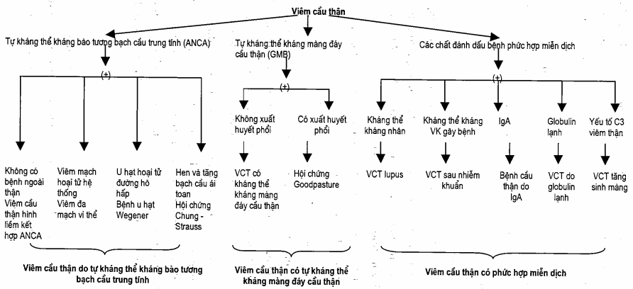 Huyết thanh chẩn đoán viêm cầu thận