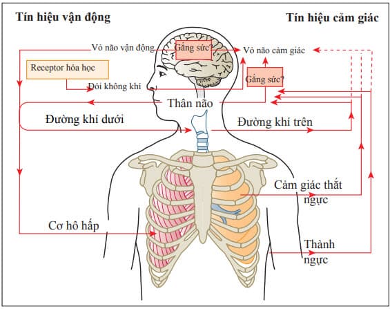 Cơ chế cảm nhận khó thở