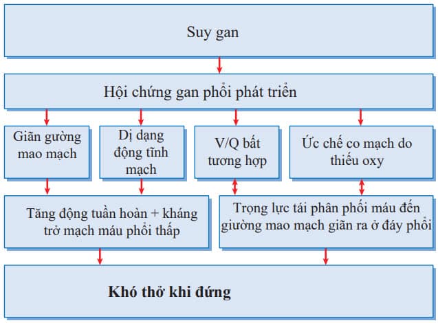 Cơ chế chứng khó thở khi đứng trong hội chứng gan phổi