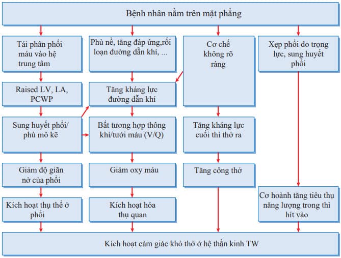 Cơ chế khó thở khi nằm