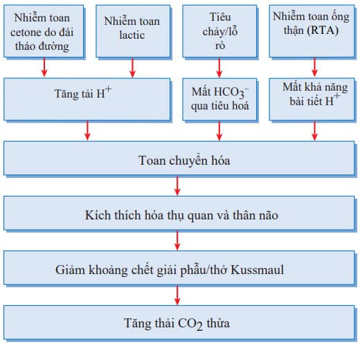 Cơ chế kiểu thở Kussmaul