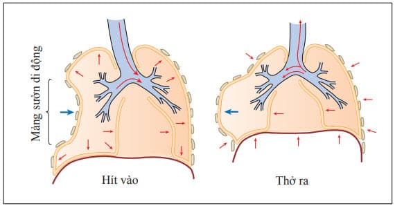 Cơ chế mảng sườn di động