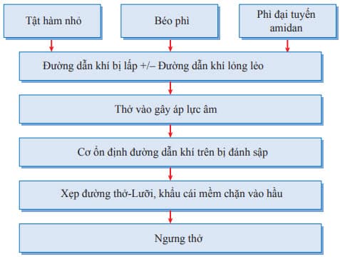 Cơ chế ngưng thở khi ngủ tắc ngẽn.