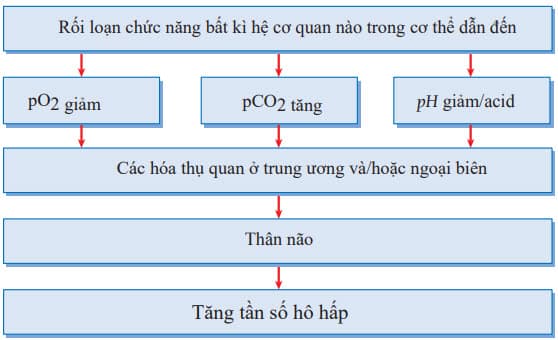 Tóm tắt cơ chế của nhịp thở nhanh