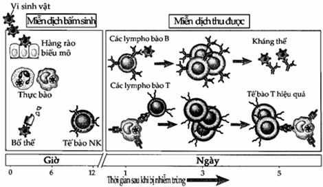 Miễn dịch bẩm sinh và thu được