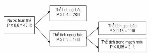 Sơ đồ biểu diễn sự phân bố nước trong cơ thể ở người nặng 70kg