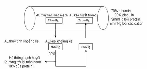 Sơ đồ trao đổi nước giữa lòng mạch và khoảng kẽ