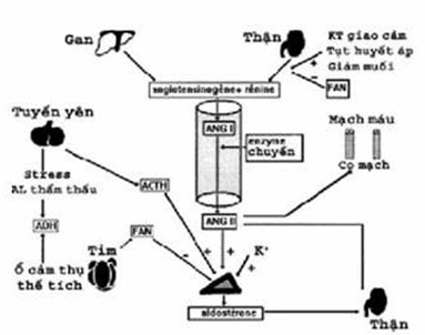 Sơ đồ về cơ chế điều hoà vận chuyển nước trong cơ thể