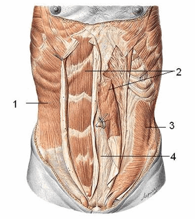 Các cơ thành bụng sau