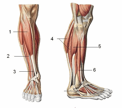 Các cơ vùng cẳng chân