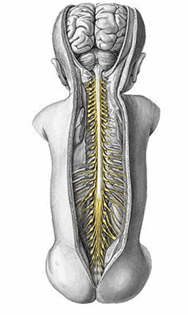 Các dây thần kinh gai sống