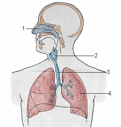 Các phần của hệ hô hấp