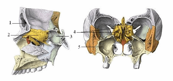 Các xoang cạnh mũi