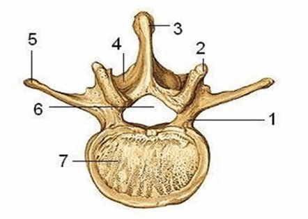 Cấu tạo chung một đốt sống