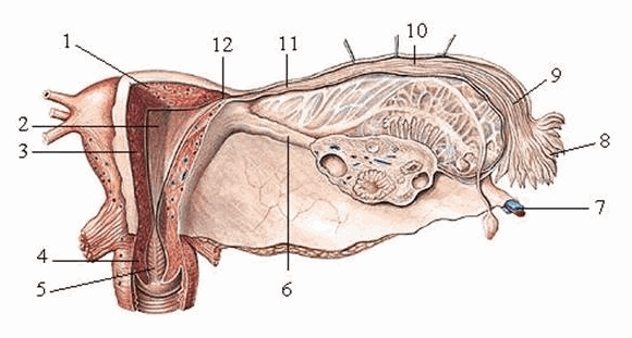 Cấu tạo trong của tử cung và vòi tủ cung
