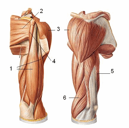 Ghim trên giải phẫu