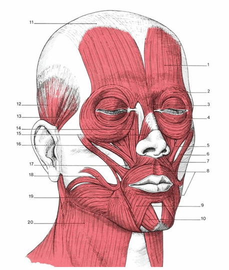 Cơ vùng đầu