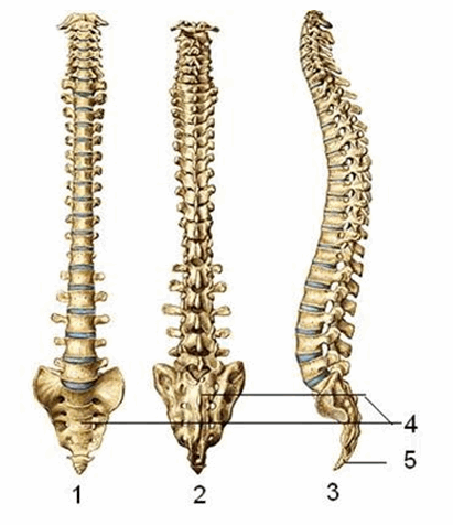 Mô hình xương cột sống có chia màu