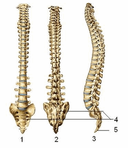 Cột sống