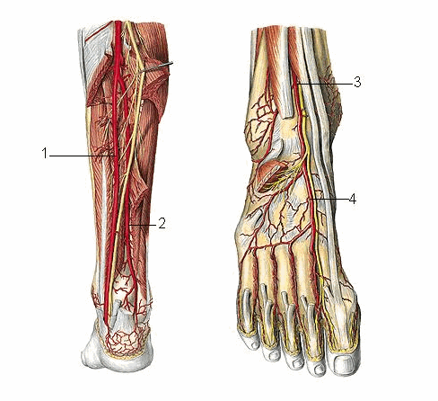 Động mạch cẳng chân