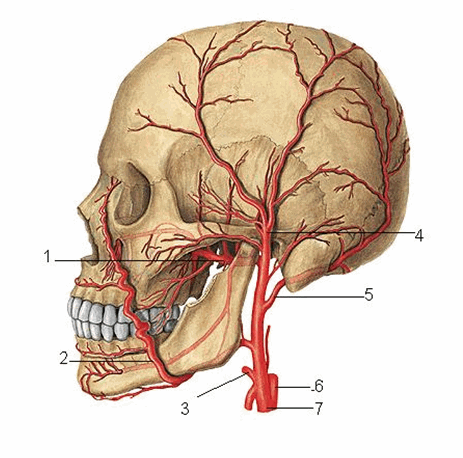 Động mạch cảnh ngoài