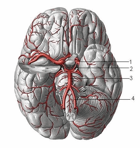 Động mạch nuôi não