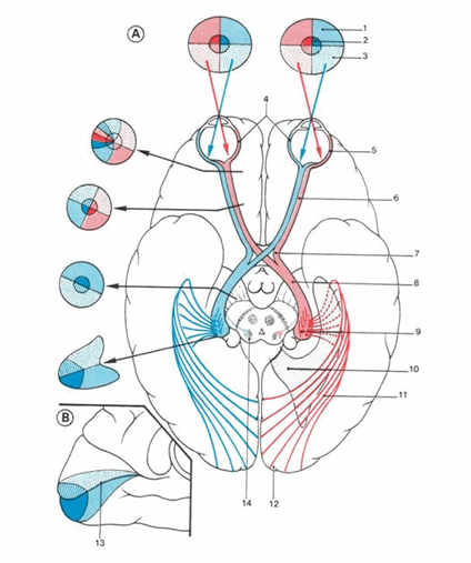 Đường dẫn truyền thị giác