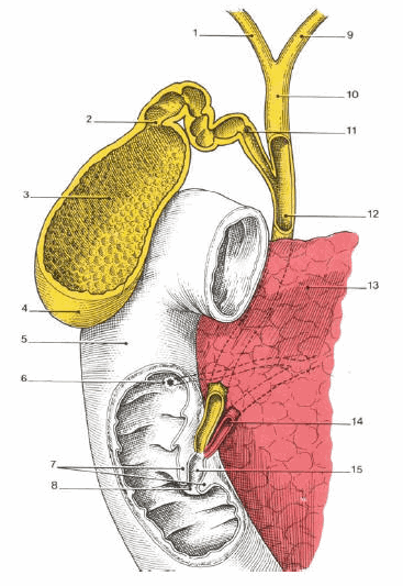 Giải phẫu gan