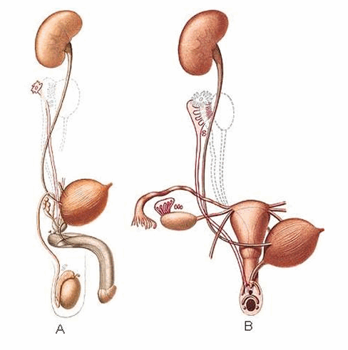 Hệ tiết niệu và sinh sản