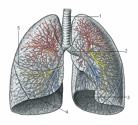 Hình thể ngoài của phổi