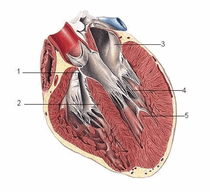 Hình thể trong của tim