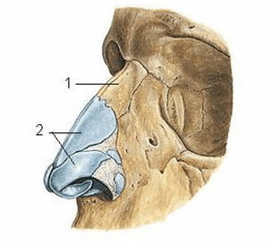 Khung xương sụn của mũi ngoài