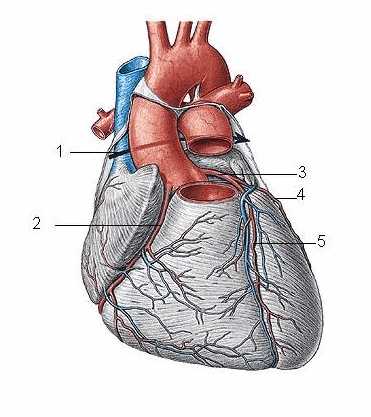 Mạch máu của tim