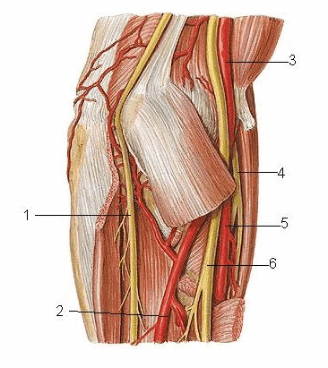 Mạch máu thần kinh hố khuỷu (nhìn từ trong)