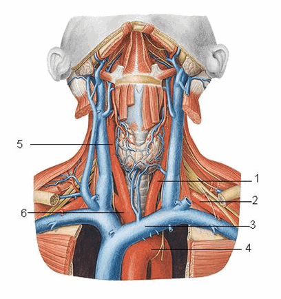 Mạch máu vùng cổ trước